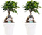 Decorum Duo Ficus Ginseng Bonsai geënt met sierpot Anna white ()
