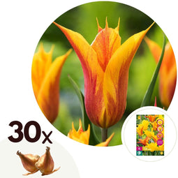 Plant in a Box - Tulipa Vendee Globe - Tulpenbollen x30 - Bloembollen voor Tuin, Terras of Balkon
