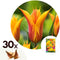 Plant in a Box - Tulipa Vendee Globe - Tulpenbollen x30 - Bloembollen voor Tuin, Terras of Balkon