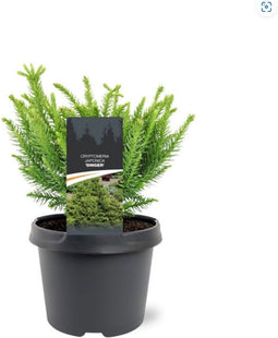 Warentuin Natuurlijk - Cryptomeria japonica Dinger 20-25 cm Conifeer