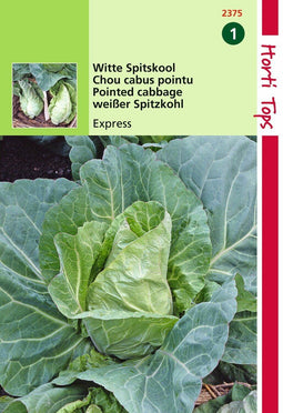 2 stuks - Hortitops - HT Wittekool Express, Vroege Spitse