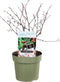 Goed & Groen - Moerbei '‘Morus Mojoberry’ -↨ 75cm - Potmaat 21cm - Kwaliteit Planten - Tuin Plant - Tuinplantenplanten - Sfeer