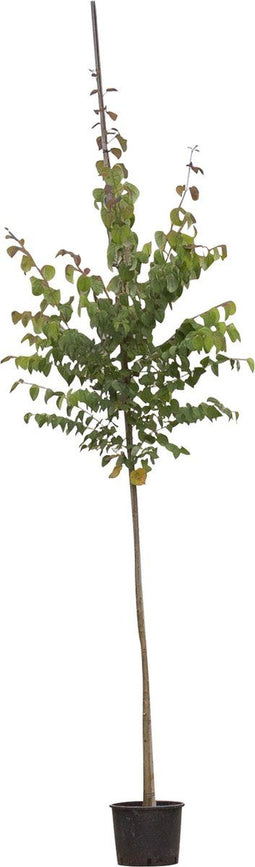 Katsuraboom hoogstam 300 cm | Cercidiphyllum japonicum 10-14 cm | Bomenbezorgd.nl