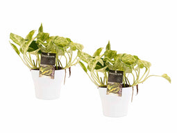 Decorum Duo Scindapsus Marble Queen met potten Anna White