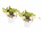 Decorum Duo Scindapsus Marble Queen met potten Anna White