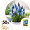 Plant in a Box - Muscari Magic Mix - Bloembollen x50 - Druifhyacinten - Bloembollenmix voor Tuin, Terras of Balkon