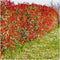 Plants by Frank - 1 lopende meter haag van rode mispel - Photinia fraseri 'Red Robin' | Plantenset met 6 winterharde haagplanten - groenblijvende haag - rechtstreeks van de kwekerij
