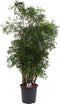 Polyscias Hawaiiana Ming vertakt ↨ 80cm - hoge kwaliteit planten