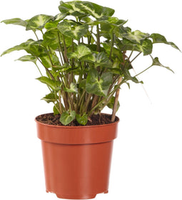 Syngonium Pixi ↨ 20cm - hoge kwaliteit planten