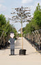 Rode leibeuk 200 cm | Fagus syl. 'Atropunicea' 10-14 cm 200 cm| Bomenbezorgd.nl
