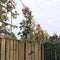 Glansmispel leiboom 150 cm | Photinia fraseri 'Red Robin' 4-8 cm 150 cm| Bomenbezorgd.nl