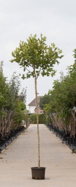Bol plataan 220 cm stamhoogte | Platanus hispanica 'Alphen's Globe' 10-14 cm 220 cm| Bomenbezorgd.nl