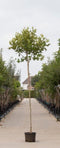 Bol plataan 220 cm stamhoogte | Platanus hispanica 'Alphen's Globe' 10-14 cm 220 cm| Bomenbezorgd.nl