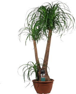 Beaucarnea of Olifantspoot – ↨ 90cm – ⌀ 30cm