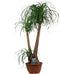 Beaucarnea of Olifantspoot – ↨ 90cm – ⌀ 30cm