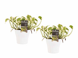 Decorum Duo Scindapsus N'joy met potten Anna White