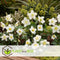 Plant in a Box - Helleborus niger Mont Blanc - set van 3 - Kerstrozen winterhard - tuinplanten - Pot 12cm - Hoogte 20-30cm