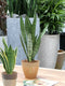 Sanseveria, vrouwentong - Set van 2 - Fachjan - Groene Plant- Hoogte 65 cm