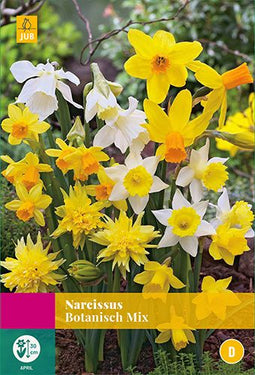 Jub Holland - bloembollen - Narcissen Botanisch Mix - maat 10/12 - 20 stuks