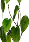 Louis maes - Pothosblad l83 cm groen zijde nepbloem