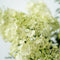 Plant in a Box - Hydrangea paniculata 'Bobo' - Set van 2 - Verkleurende pluimhortensia winterhard - Pot 19cm - Hoogte 25-40cm