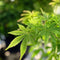 Japanse Esdoorn - Set van 4 - Acer 'Going Green' - Hoogte 25-40cm - ⌀10,5cm - Acer palm. Going Green P10,5 x4