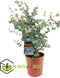Plant in a Box -Eucalyptus Pulverulenta - Eucalyptus struik - Tuinplant - Pot 17cm - Hoogte 40-45cm