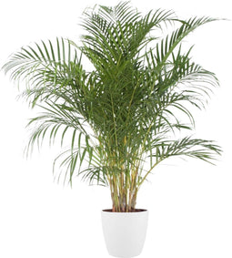 Goed & Groen - Dypsis Lutescens (Areca) (in ELHO Brussels Rond Wit) - Goudpalm - XL -↨ 140cm - Potmaat 27 - Exclusieve Kwaliteit Planten - Kamer Plant - Kamerplanten - Sfeer - Interieur