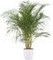 Goed & Groen - Dypsis Lutescens (Areca) (in ELHO Brussels Rond Wit) - Goudpalm - XL -↨ 140cm - Potmaat 27 - Exclusieve Kwaliteit Planten - Kamer Plant - Kamerplanten - Sfeer - Interieur