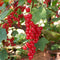 Plant in a Box - Mix van 8 bessenplanten - Braam, kruisbes, aalbes en zwarte bes - Pot 9cm - Hoogte 25-40cm
