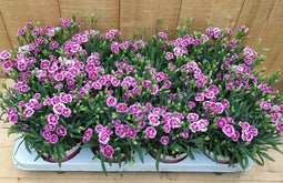 Dianthus Anjer Pink Kisses 8 potjes per tray