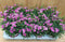 Dianthus Anjer Pink Kisses 8 potjes per tray