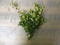 4 stuks Kerstgroen Hulst (bont of groen)