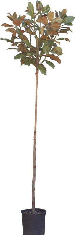 Magnolia grandiflora | Magnolia grandiflora 'Galissonière' 6-8 cm | Bomenbezorgd.nl