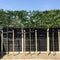 Leihaagbeuk 150 cm | Carpinus betulus 8-12 cm 150 cm| Bomenbezorgd.nl