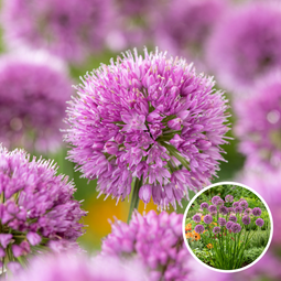 Alliumbollen - Set van 3 - Allium 'Millenium' - Bloembollen - Paars - Allium Millenium x3