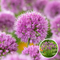 Alliumbollen - Set van 3 - Allium 'Millenium' - Bloembollen - Paars - Allium Millenium x3