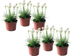 Plant in a Box - Armeria maritima - Ameria wit - Set van 6 - Pot 12cm - Hoogte 20-30cm