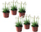 Plant in a Box - Armeria maritima - Ameria wit - Set van 6 - Pot 12cm - Hoogte 20-30cm