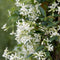 Plant in a Box - Mix van 3 Jasmijn klimplanten - Trachelospernum jasminoïdes tuinplanten - Pot 9cm - Hoogte 25-40cm