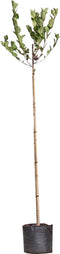 Appelbes hoogstam Aronia prunifolia Viking h 225 cm st. omtrek 6 cm...