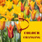 Plant in a Box - Tulipa Vendee Globe - Tulpenbollen x15 - Bloembollen voor Tuin, Terras of Balkon