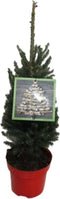 Kerstboom Picea glauca Super Green ↨ 70cm - hoge kwaliteit planten