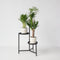 Plant in a Box - Mini Palmen Mix - Set van 3 stuks - Kamerplanten - Pot 12cm - Hoogte 30-40cm