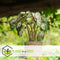 Caladium Gingerland 'Angel Wings' - Tropische kamerplant - Pot 12cm - Hoogte 25-40cm