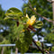 Magnolia 'Yellow Bird' | Magnolia 'Yellow Bird' 6-10 cm | Bomenbezorgd.nl