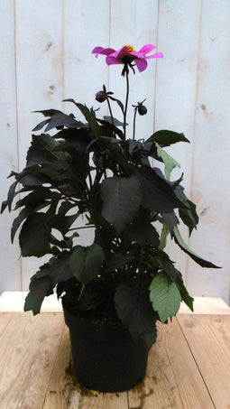 Dahlia Moonfire donkerroodblad roze bloem 40 cm