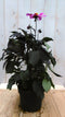 Dahlia Moonfire donkerroodblad roze bloem 40 cm