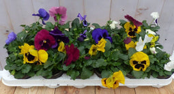Grootbollige violen geel/blauw/paars 18 stuks
