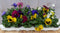 Grootbollige violen geel/blauw/paars 18 stuks